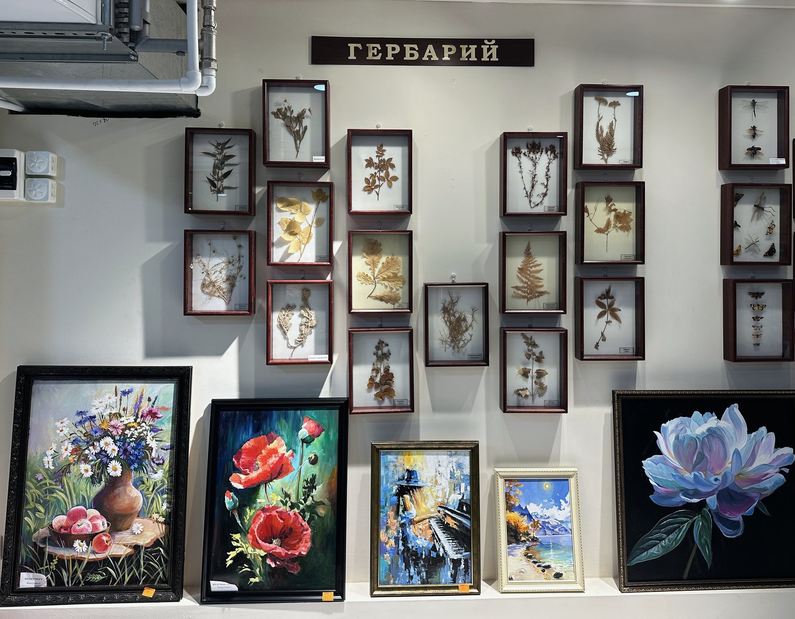 Гербарий и ботанические изображения в музее