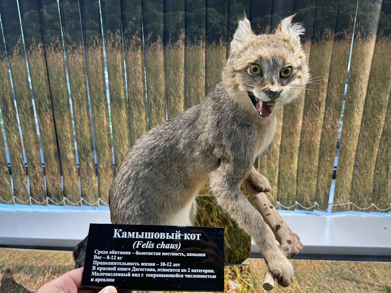 Камышовый кот в музейной экспозиции